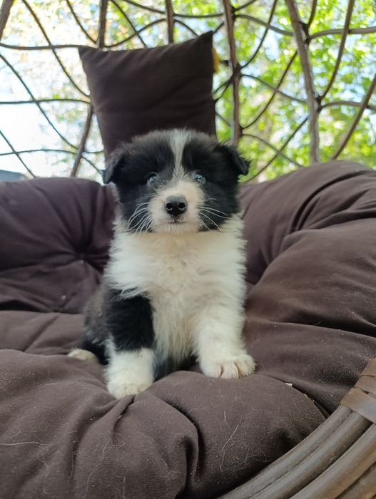 щенок Бордер колли