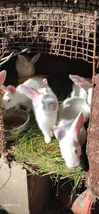 Vând  șase Iepurasi.