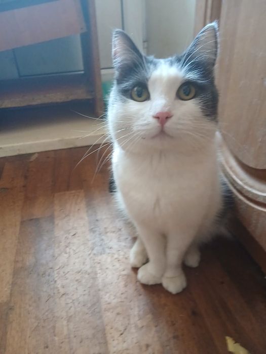 Отдам кота Тихона