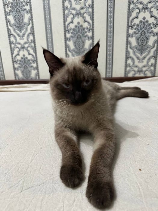 Кошка на продажу