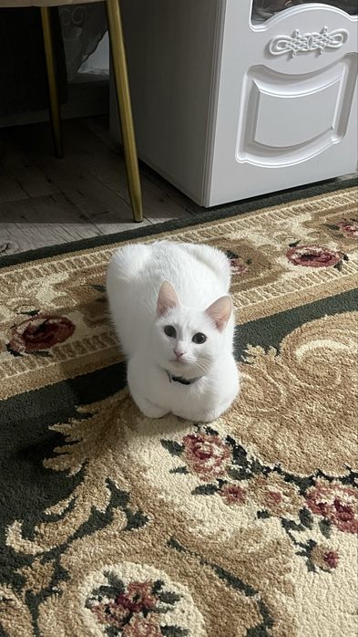 СРОЧНО!!отдам кошку в хорошие руки