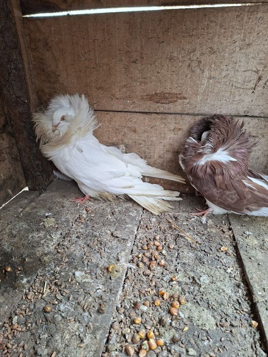 Vând pereche maria stuart