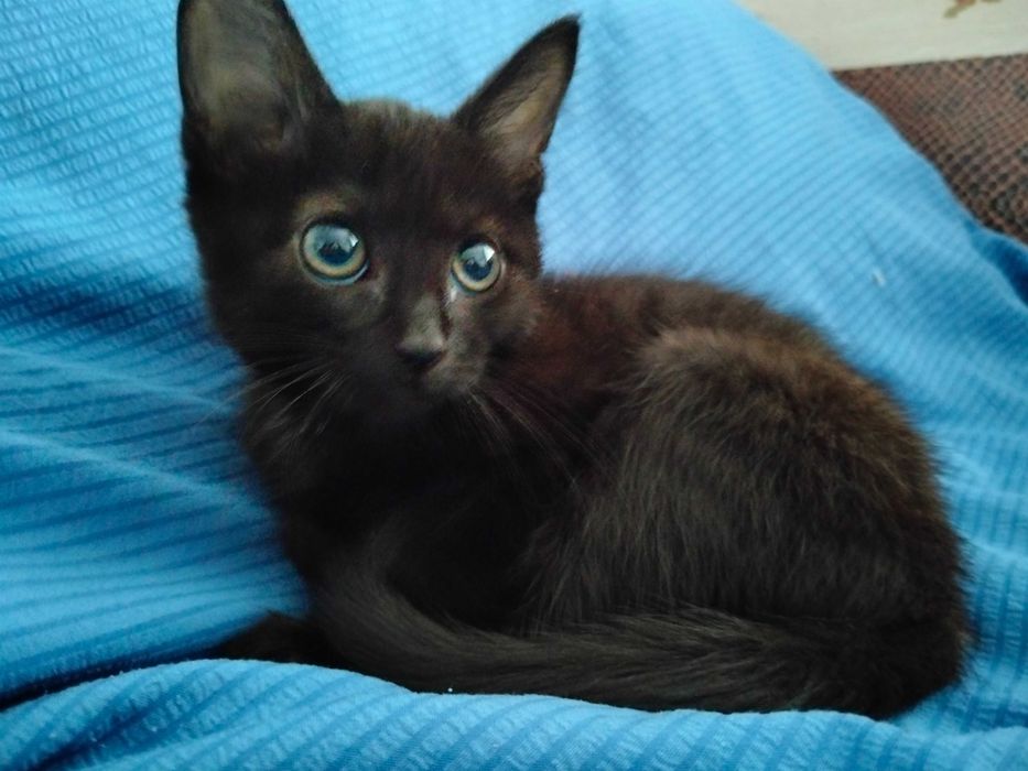 Отдам котика, мальчик 4 месяца