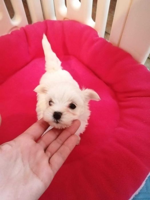 Малтийска болонка