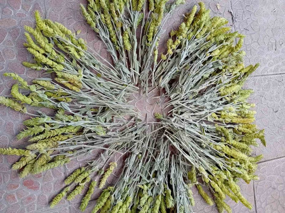 Мурсалски  чай на едро  и дребно