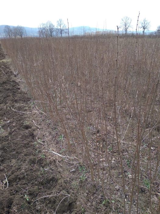 Puieti salcâm cu prindere sută la sută rădăcini bine dezvoltate