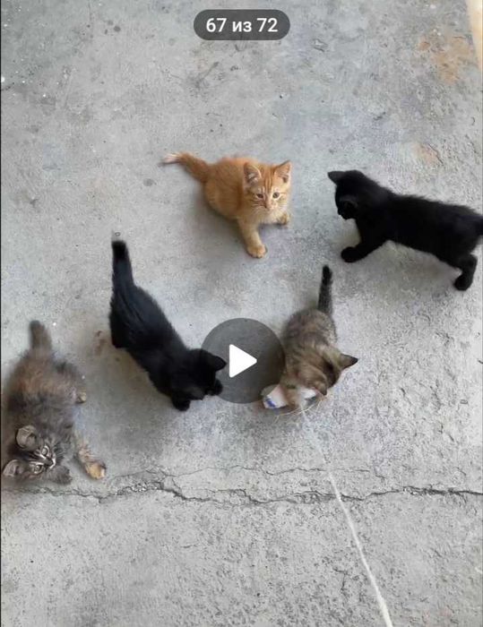 Отдам котят даром