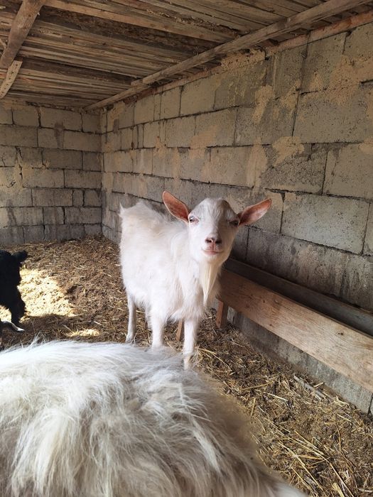 Заанен текесі сатылады