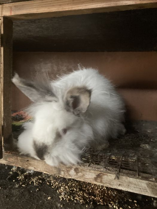 Декоративни зайчета