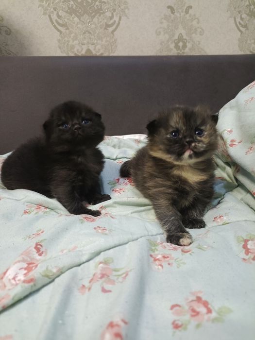 Котята шотландские вислоухие продается