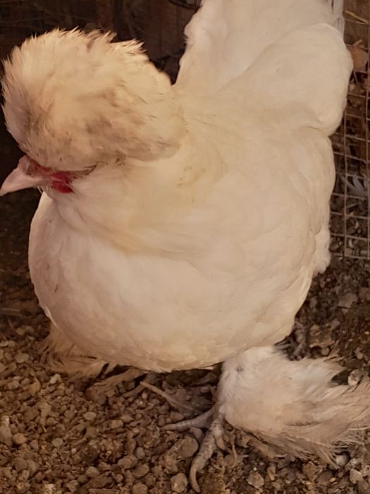 Карес товук ва хурозчала  сотилади