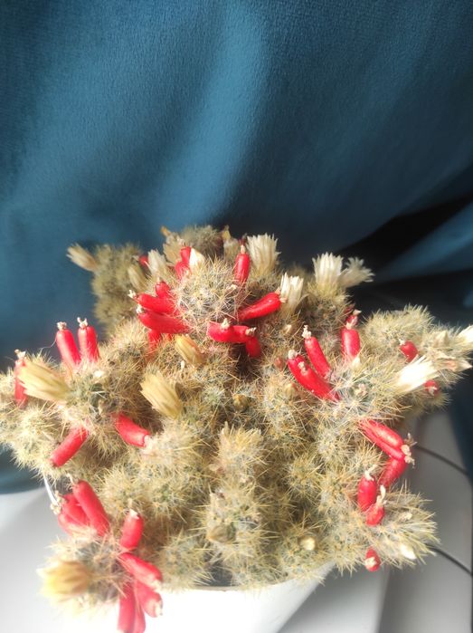 Маммиллярия побегоносная