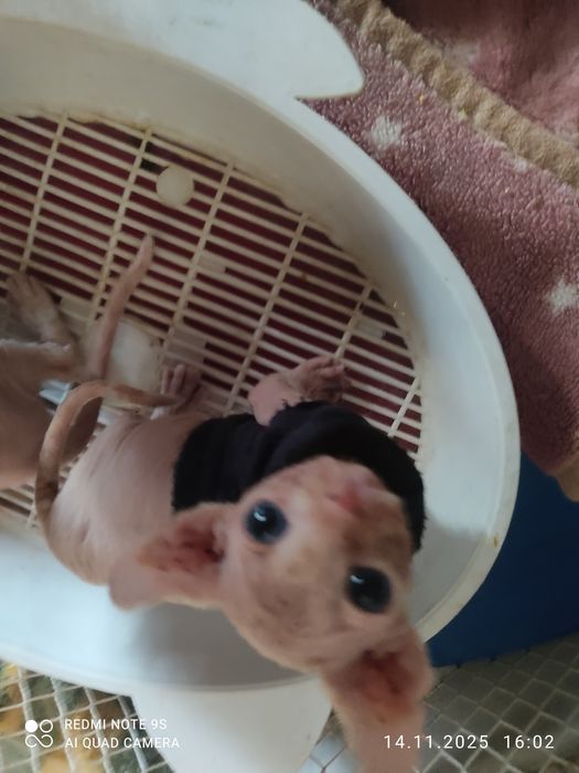 Котята канадский сфинкс,родились 8 октября  две девочки