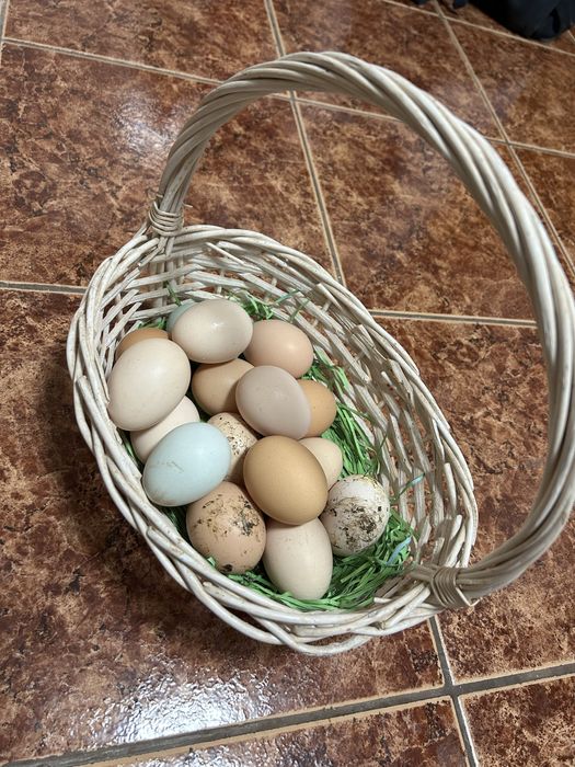 Продавам домашни яйца