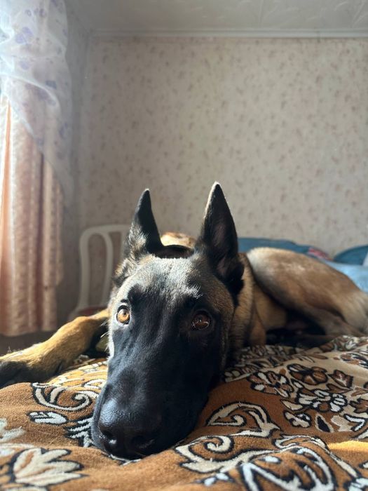 Бельгийские овчарки Малинуа