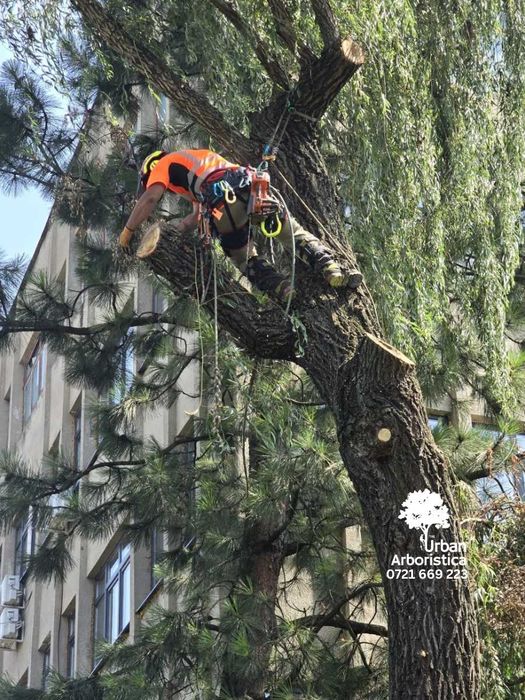 ARBORISTICA.RO  - Doborare Taiere Defrisare  - Copaci Arbori Pomi Cluj