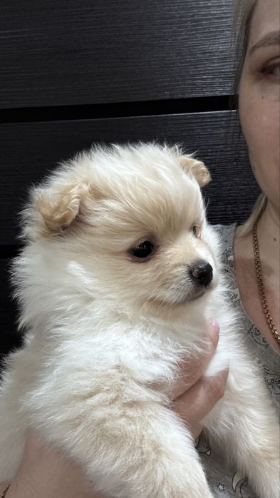 Немецкий щенок шпица