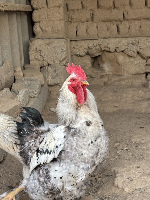 Тауық қораз 3000нан сауда бар