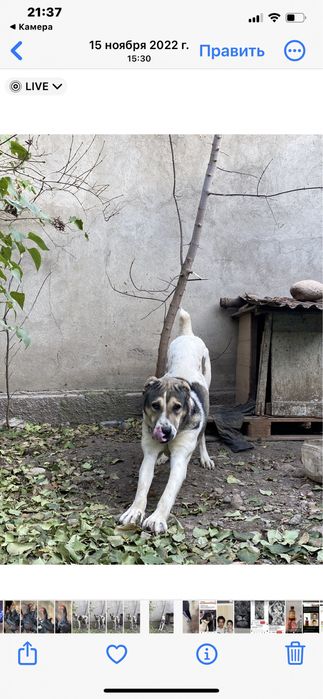 Прадам Алабай