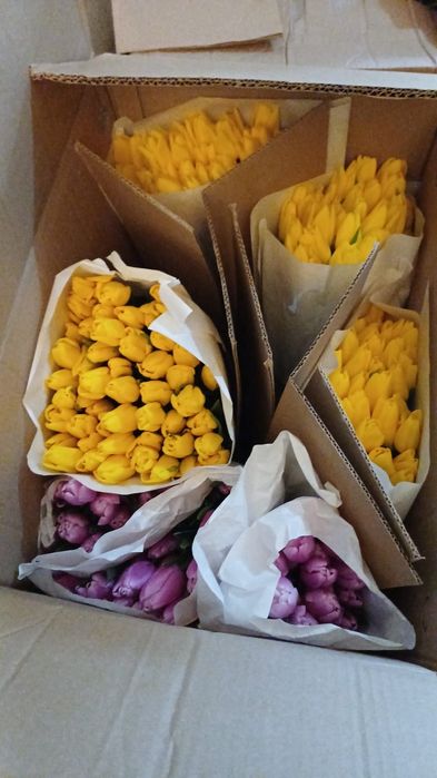 Продам Голландские тюльпаны