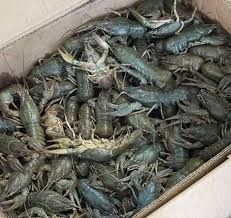 Речные чистейшие раки,