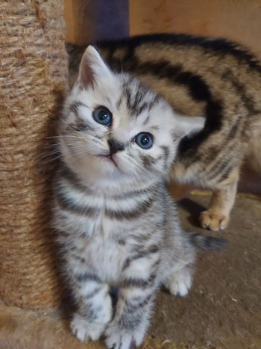 Шотландские котята