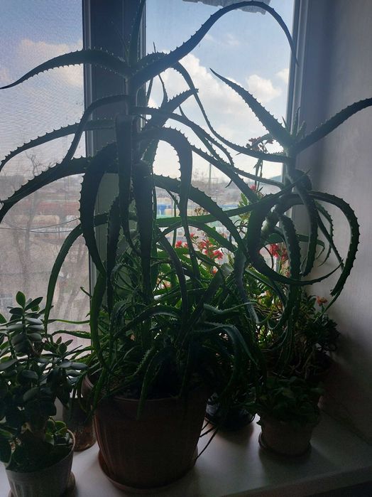 Домашнее алоэ.Лечебное растение