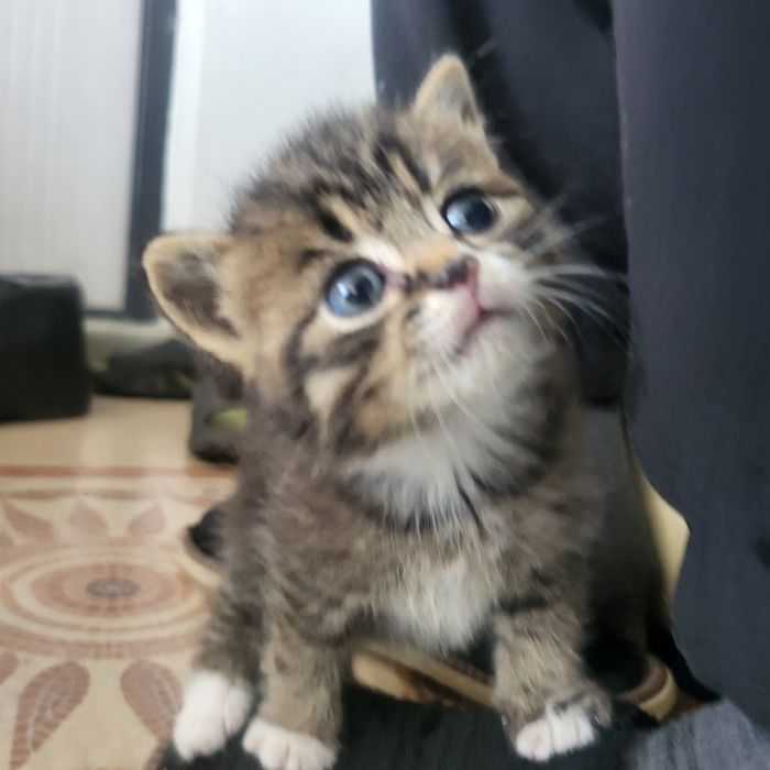Продаю котят 1 мес.