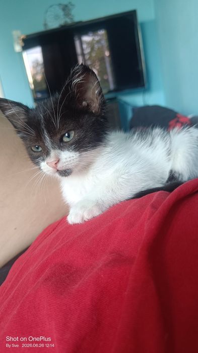 Коте търси любящ дом