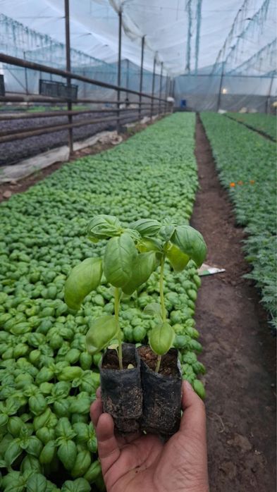 Гуллар Бананза ва Тайгес Шафран Райхонлар