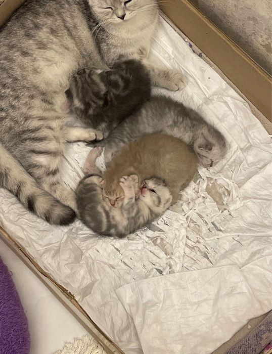 Мушукчалар сотилади 2милондан онаси скотиш страйт онаси скотиш фолд