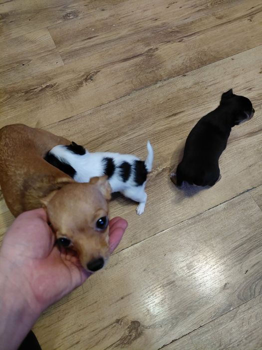 Малки мини пинчери братчета