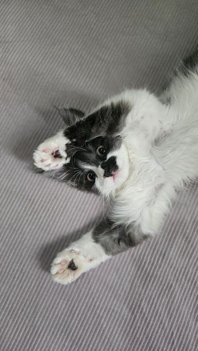 Котенок мальчик даром