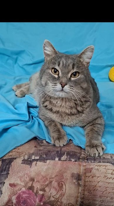 Очень крупный молодой котейка Муслим в добрые руки!