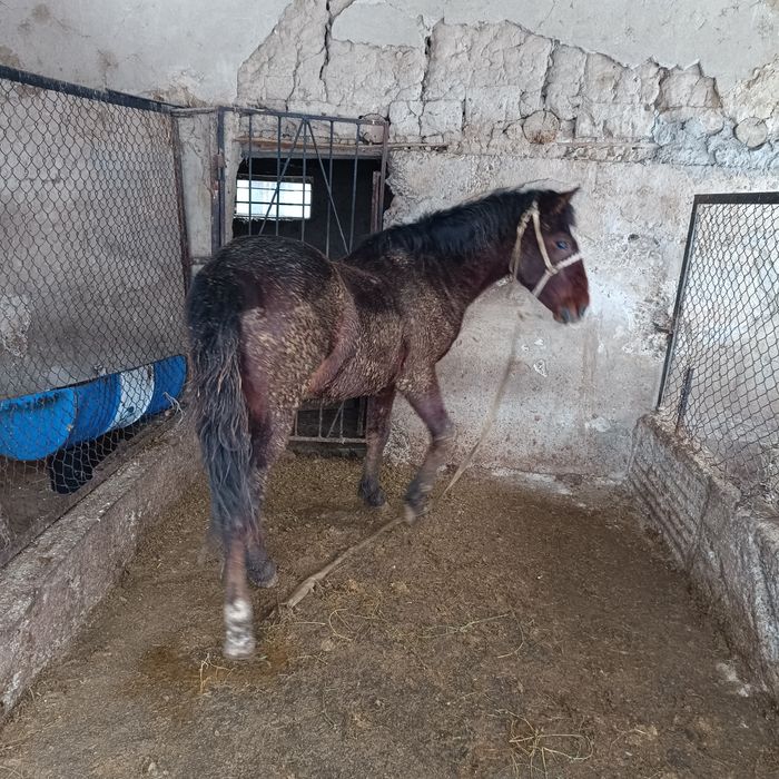 Тай сатылады !!!