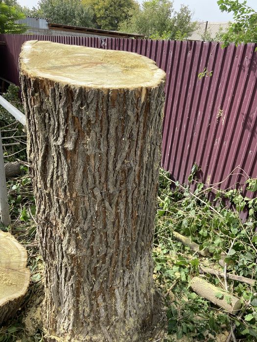 Пень для рубки мясо тутовник.