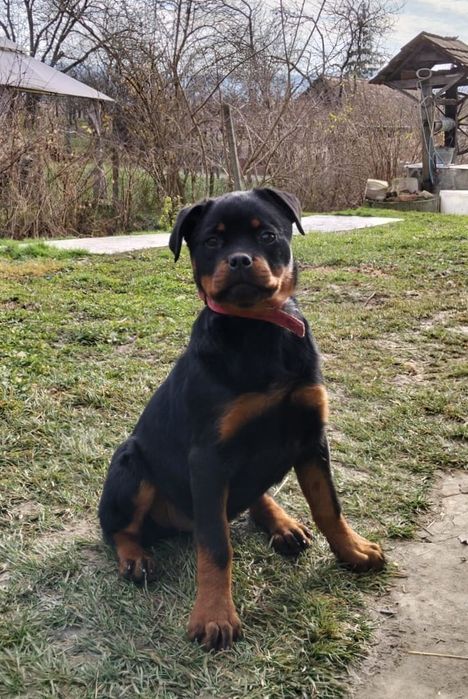 Catelus Rottweiler
