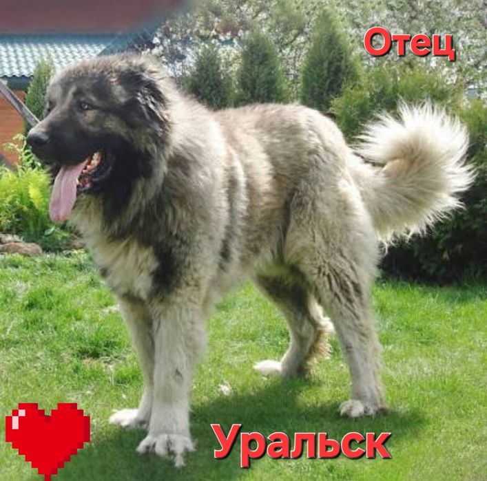 Кав.Овчарка 1.5 ай Ұрғашы