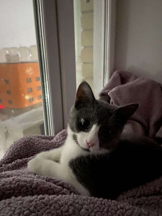 Отдам даром красивого кота