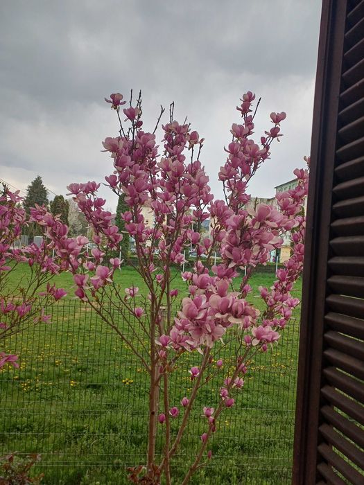 Vand apartament  doua    camere