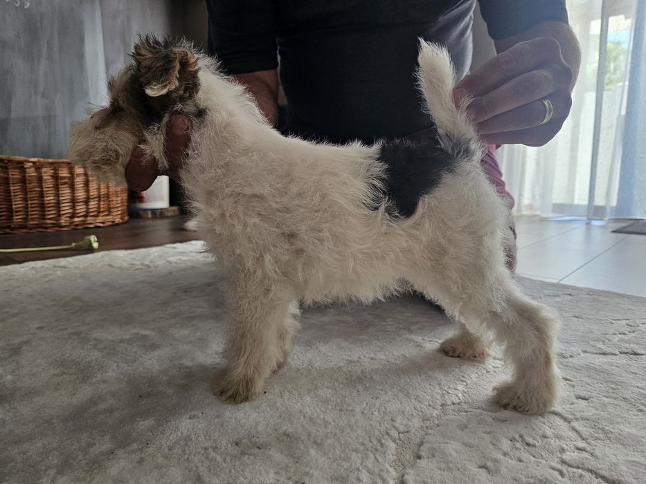 Fox terrier sarmos