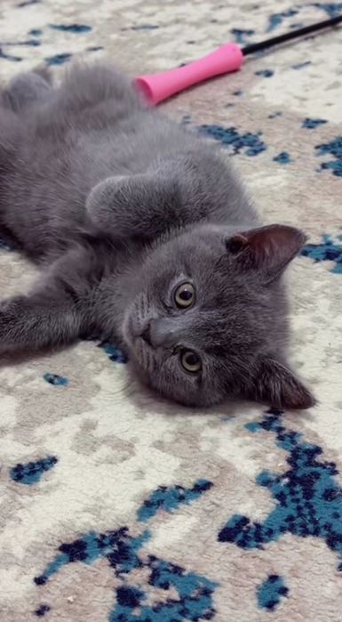 Котёнок британский скотиш фолд