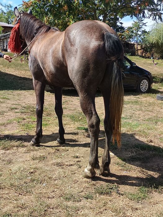 Vând mânză de 3 ani garantata de căruță