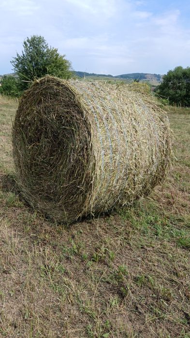 Vând baloți lucerna mici și mari