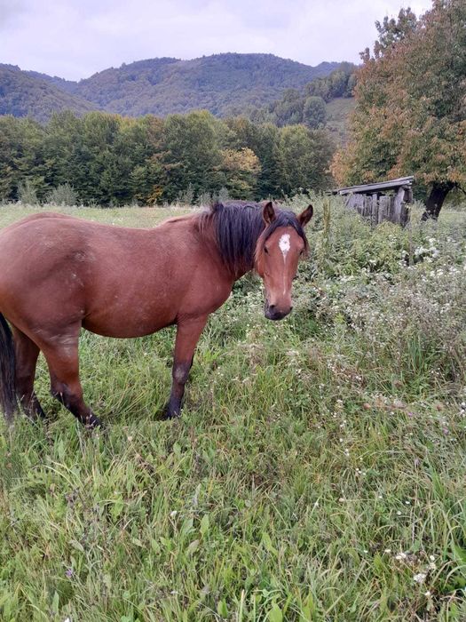 VÂND 2 MÂNZI frumosi