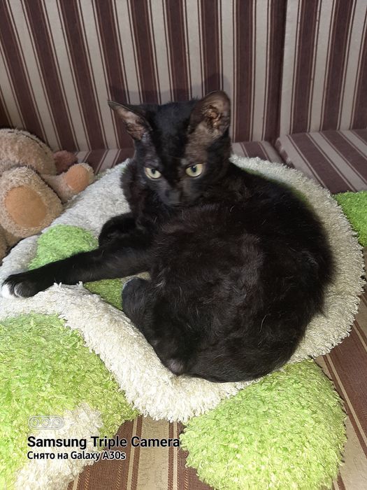 Котик ищет друга.