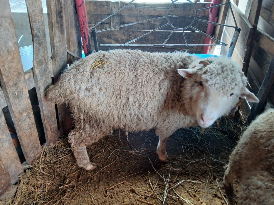 Продам баран жирный