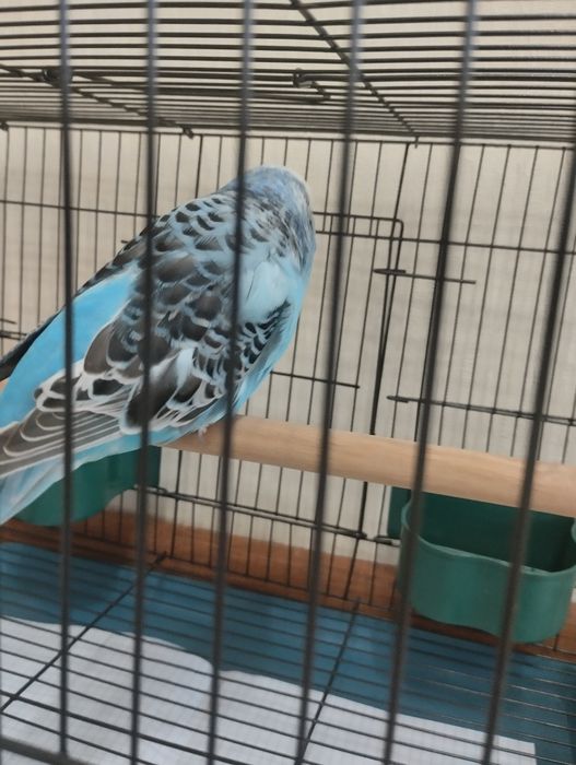 Попугай Андука самец с клеткой новой