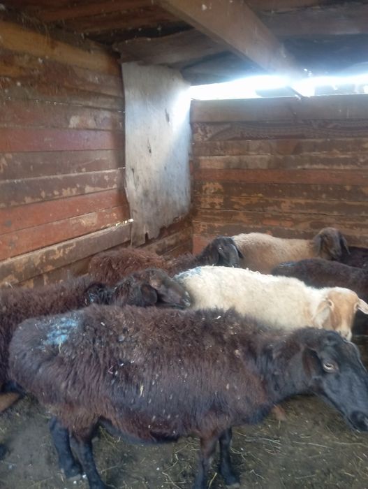 Продам баран овец