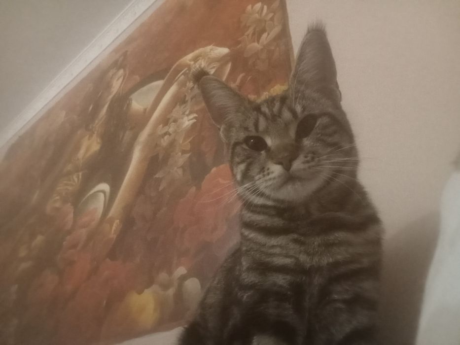 Отдам кошку Мейнкуна